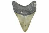 Serrated, Fossil Megalodon Tooth - North Carolina #364987-1